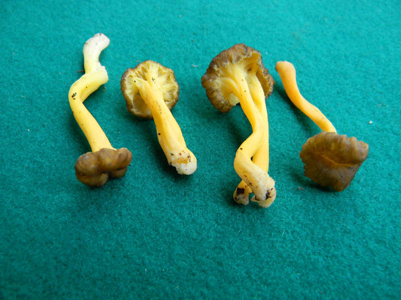 Cantharellus lutescens fotog.il 7.12.2010.